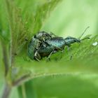 Insekten-Paarung 26: Käfer (Grünrüssler) bei der Paarung