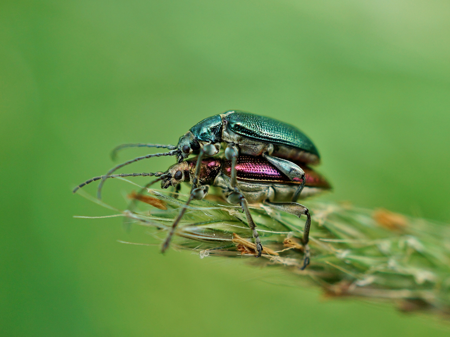 Insekten-Paarung 27: Käfer? bei der Paarung