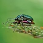 Insekten-Paarung 27: Käfer? bei der Paarung