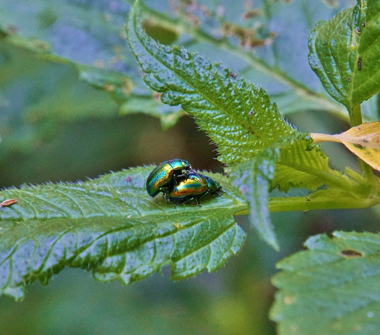 Insekten-Paarung 29: Käfer ?