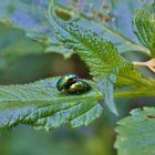 Insekten-Paarung 29: Käfer ?