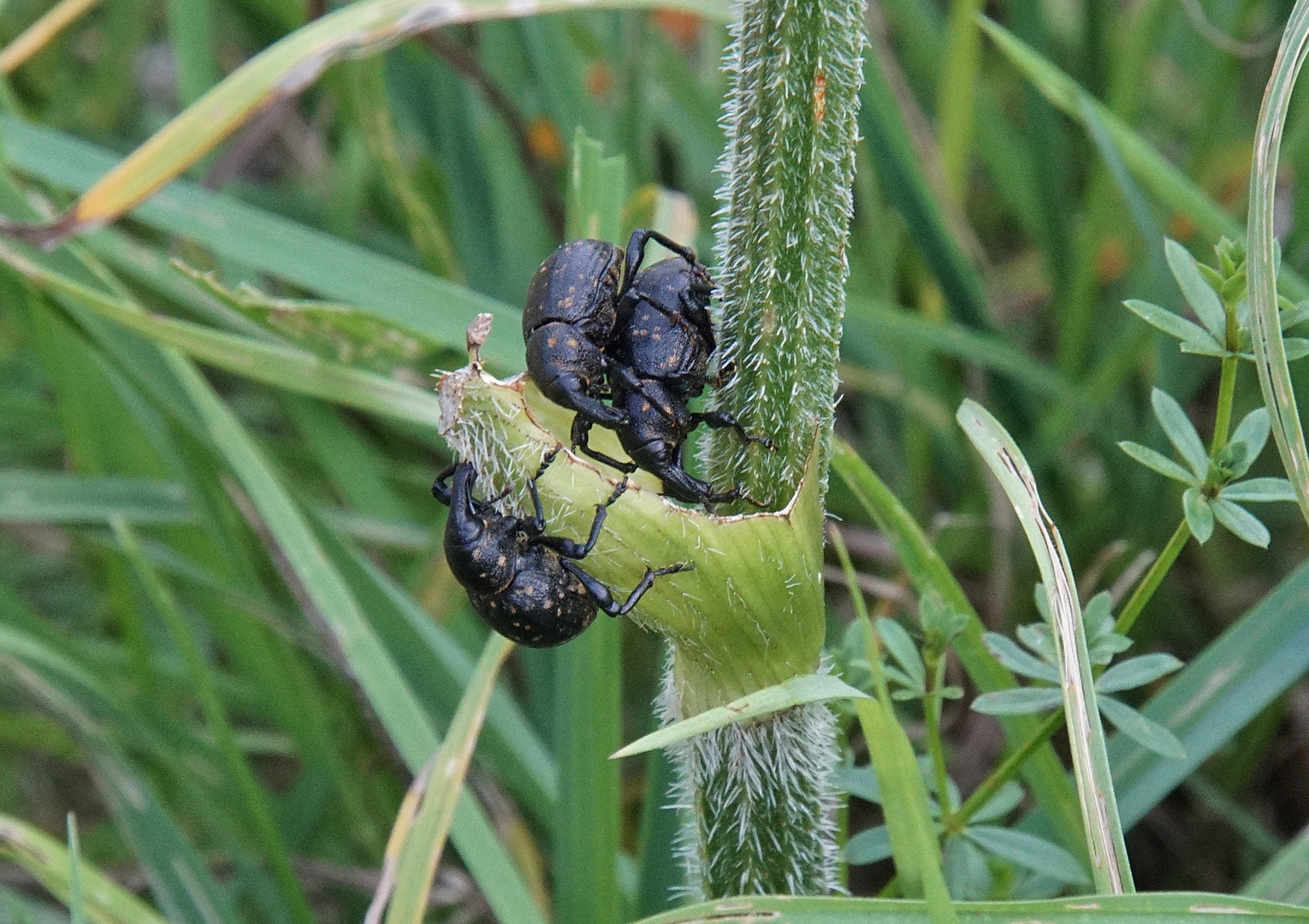 Insekten-Paarung 30: Rüsselkäfer (Hylobius abietis)