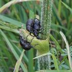 Insekten-Paarung 30: Rüsselkäfer (Hylobius abietis)