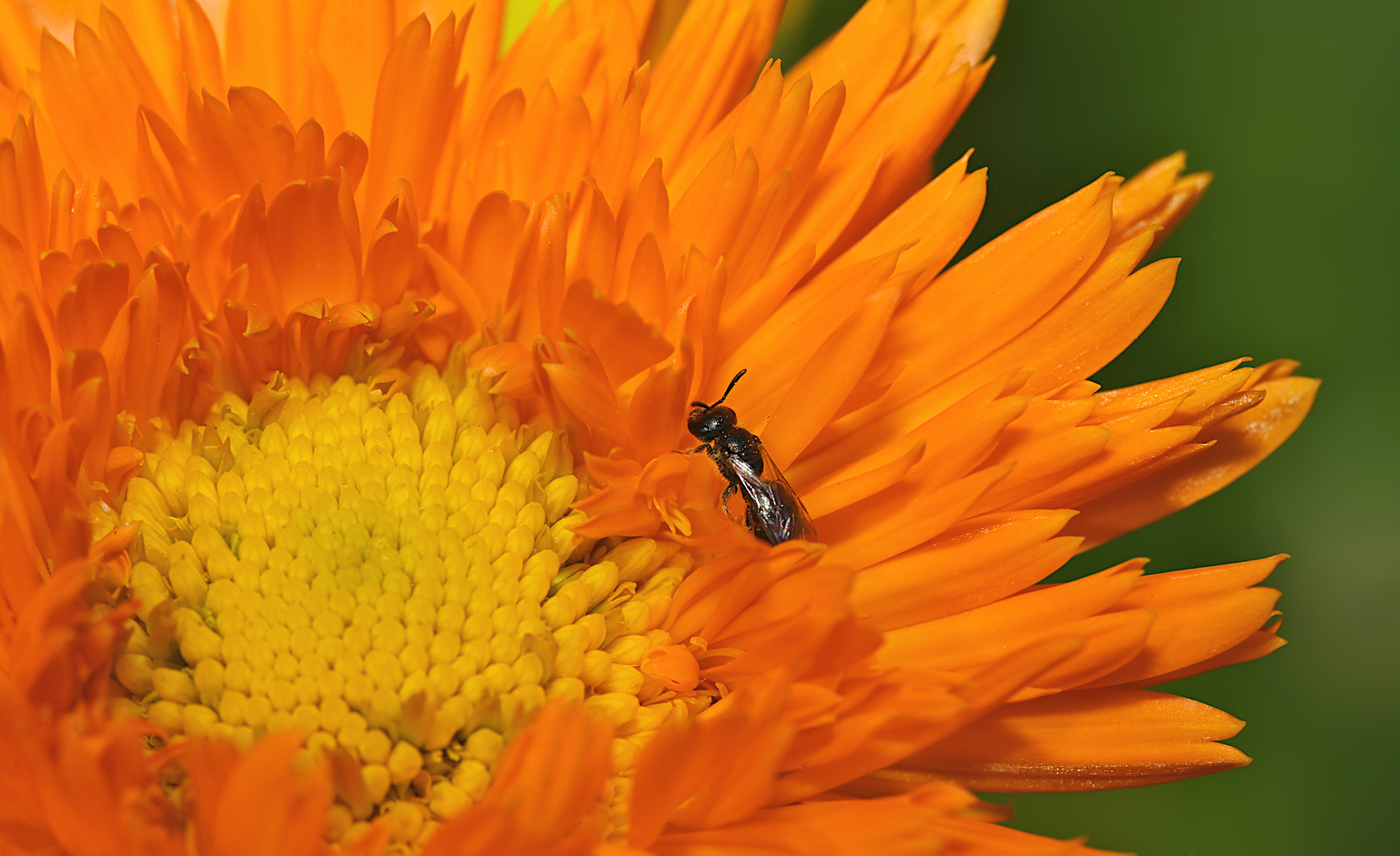 INSEKTEN PARADIES!