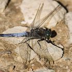 Insekten-Parkplatz oder Stoppschild?