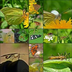 Insekten-Rückblick 2012