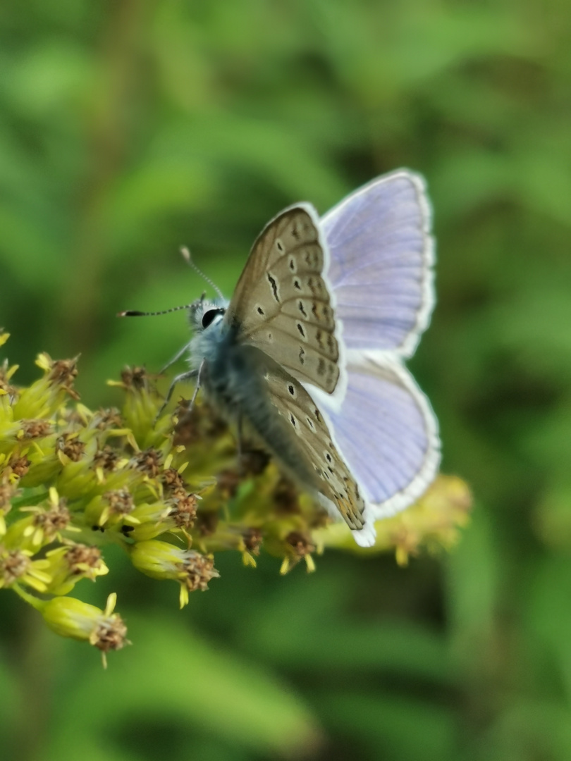 Insekten Schönheit 