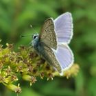 Insekten Schönheit 