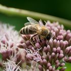 Insekten-Shooting 3