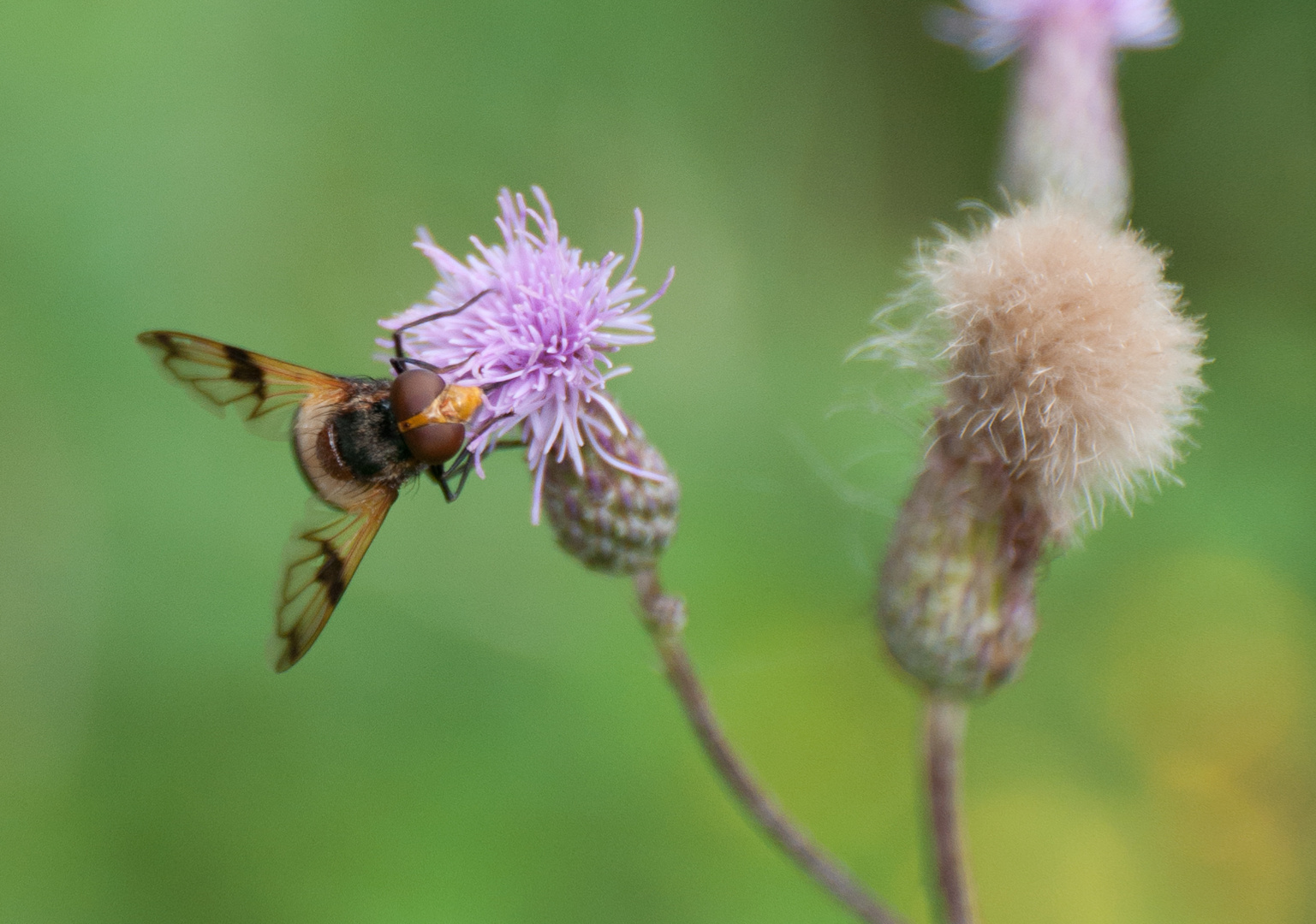 Insekten-Shooting 4