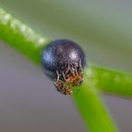 "Insekten Spezial......was ist das...?