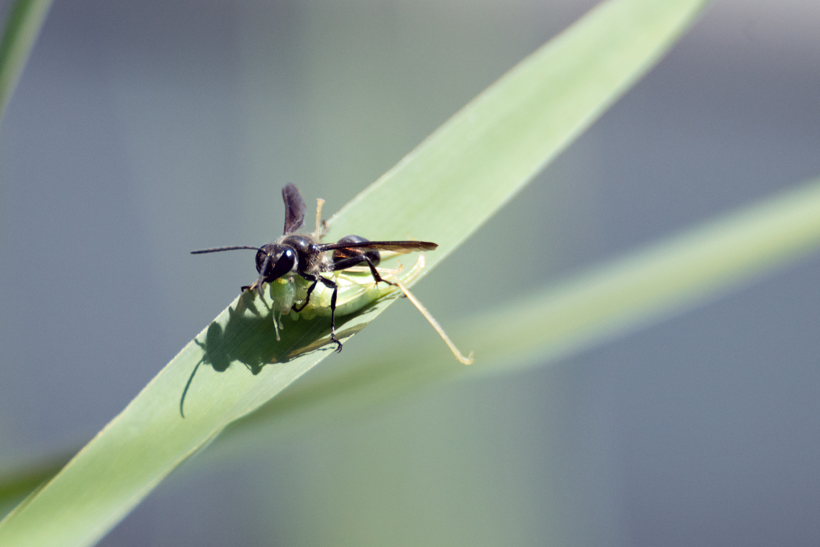 Insekten / Stahlblauer Grillenjäger? Grabwespe