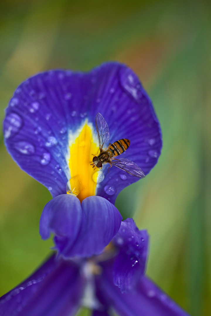 Insekten-Tränke