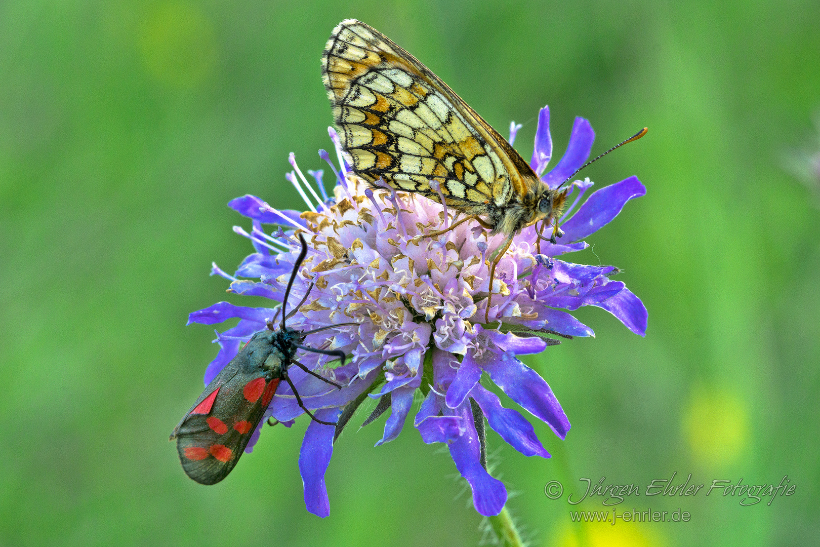 Insekten-Treff