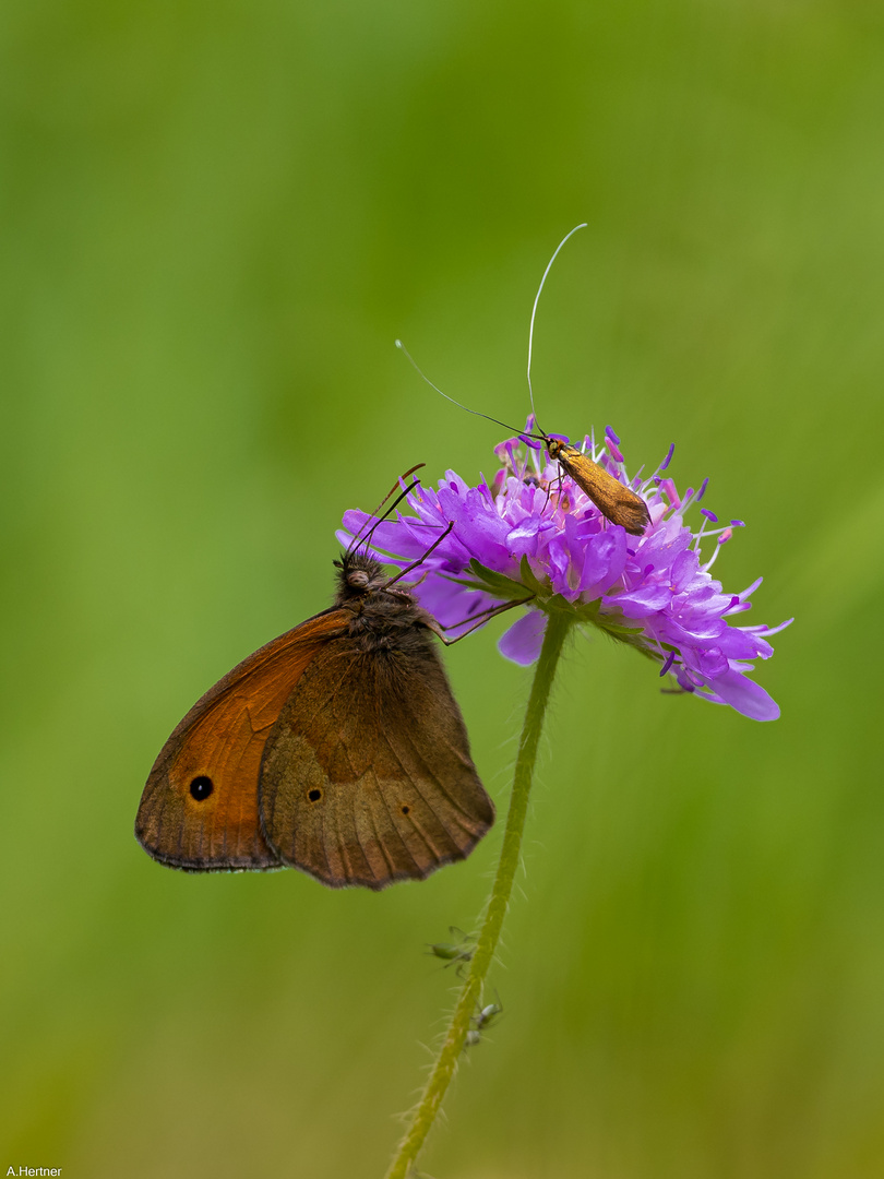 Insekten Treff