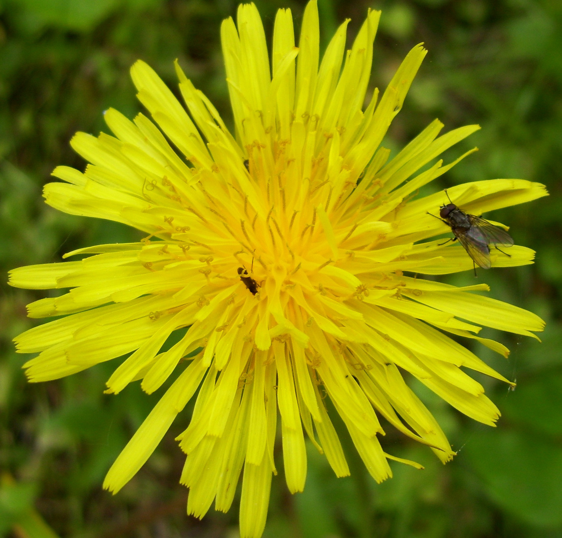 Insekten treffen Blume