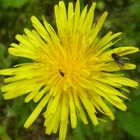 Insekten treffen Blume