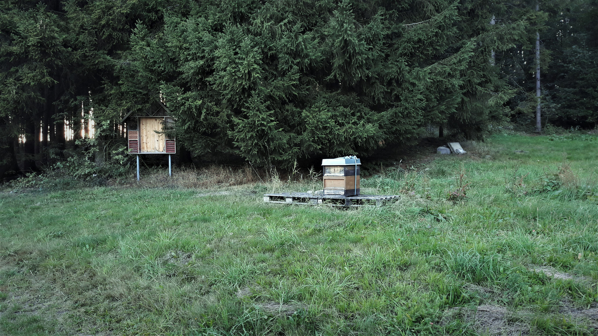 Insekten-und Bienenhotel mitten im Wald 18.9.2019