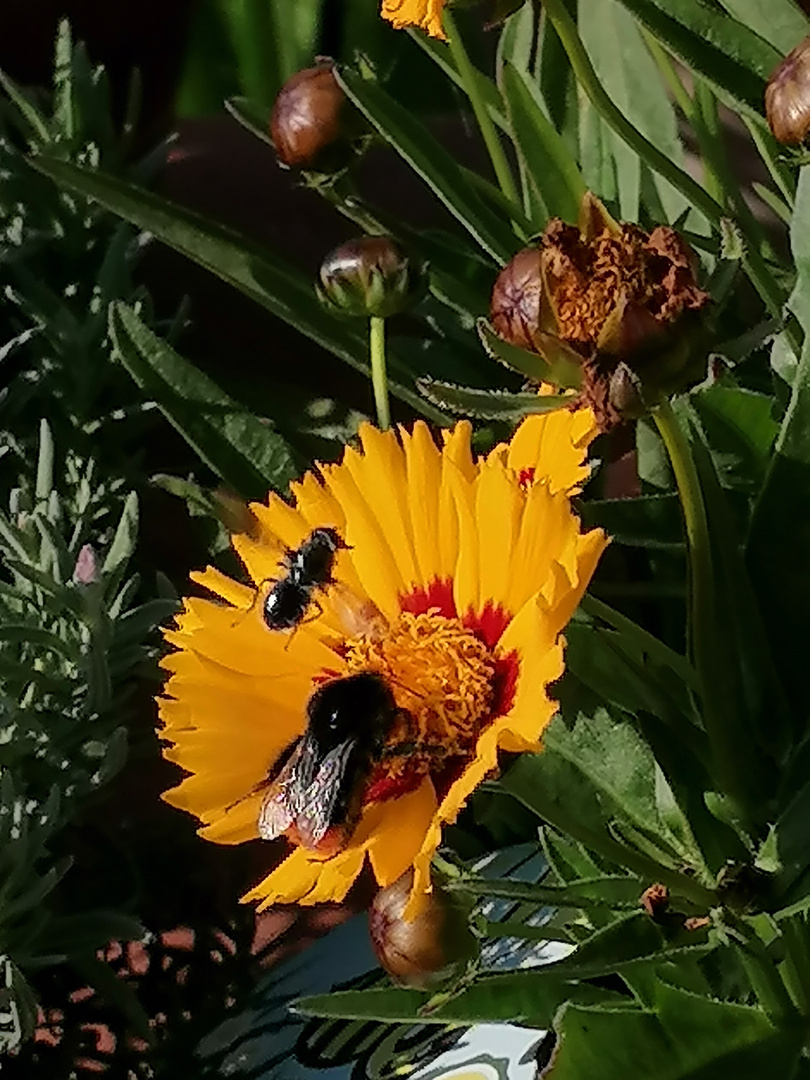 Insekten- und Bienenparadis