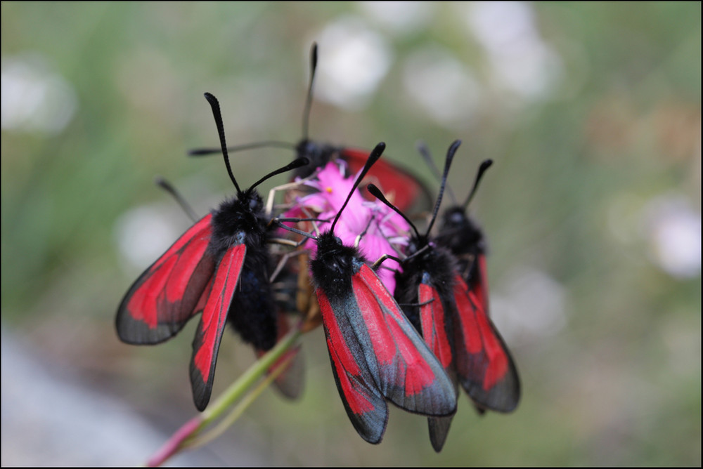 Insekten-Versammlung auf einer Blume.