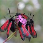 Insekten-Versammlung auf einer Blume.