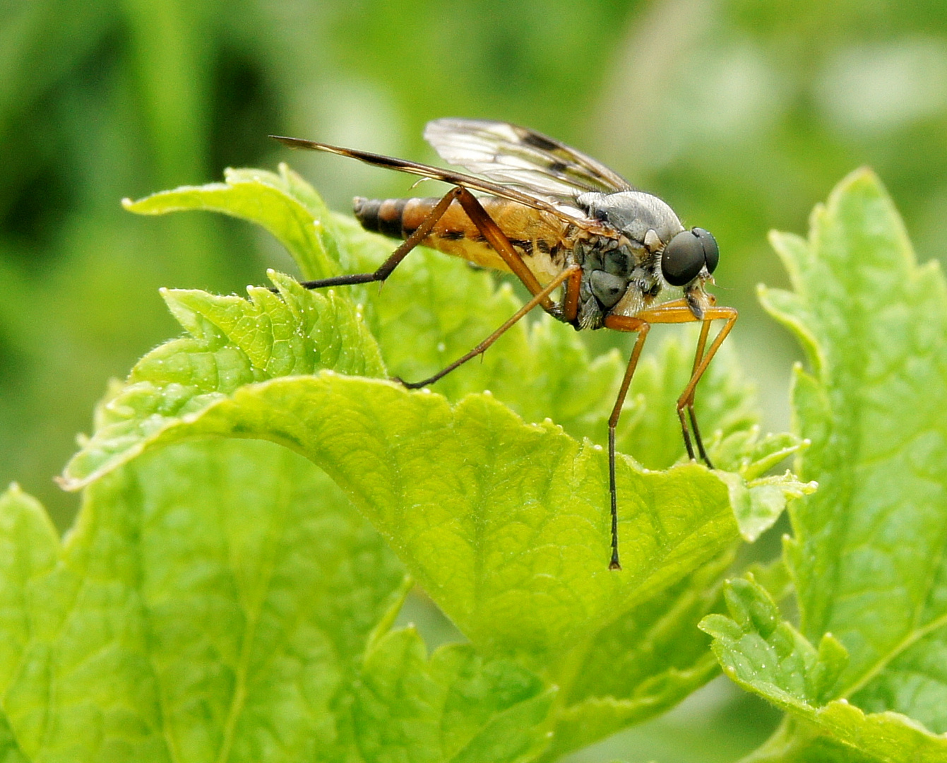 Insekten vielfalt