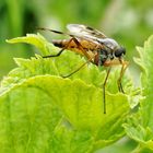 Insekten vielfalt