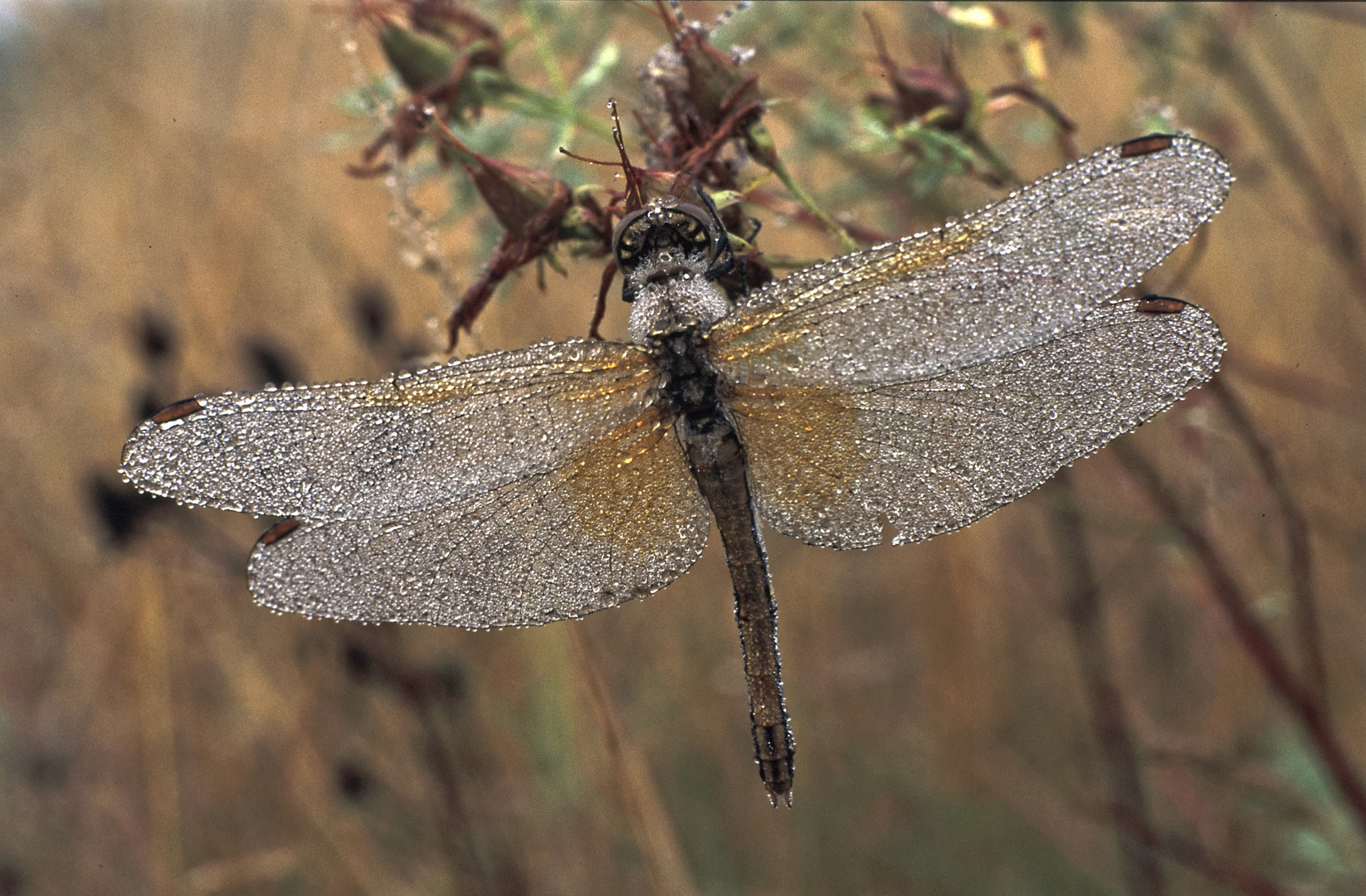 Insekten Welt 