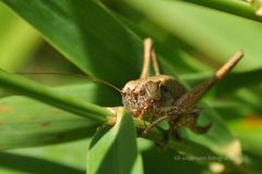 Insekten-Welt