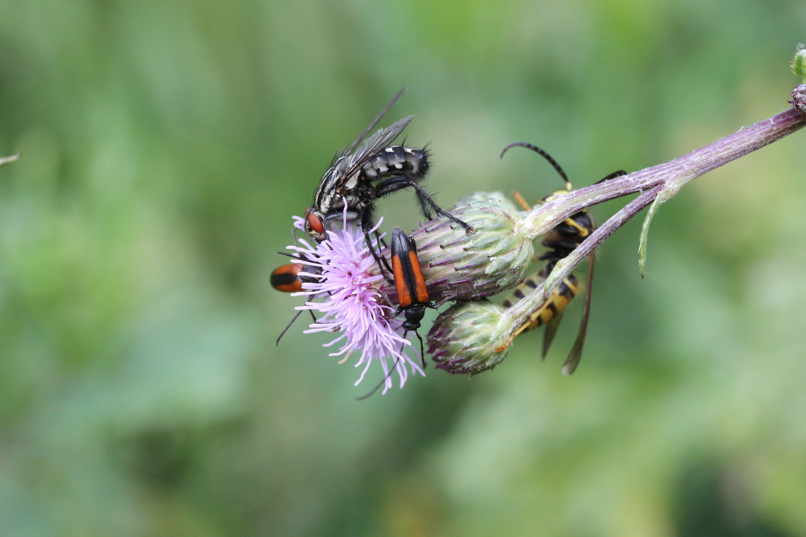 Insekten WG