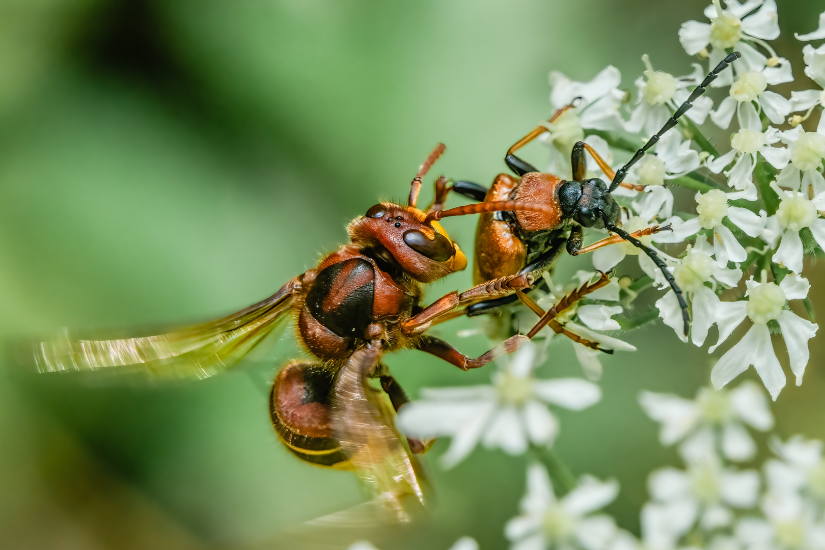 Insekten wildlife