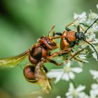 Insekten wildlife