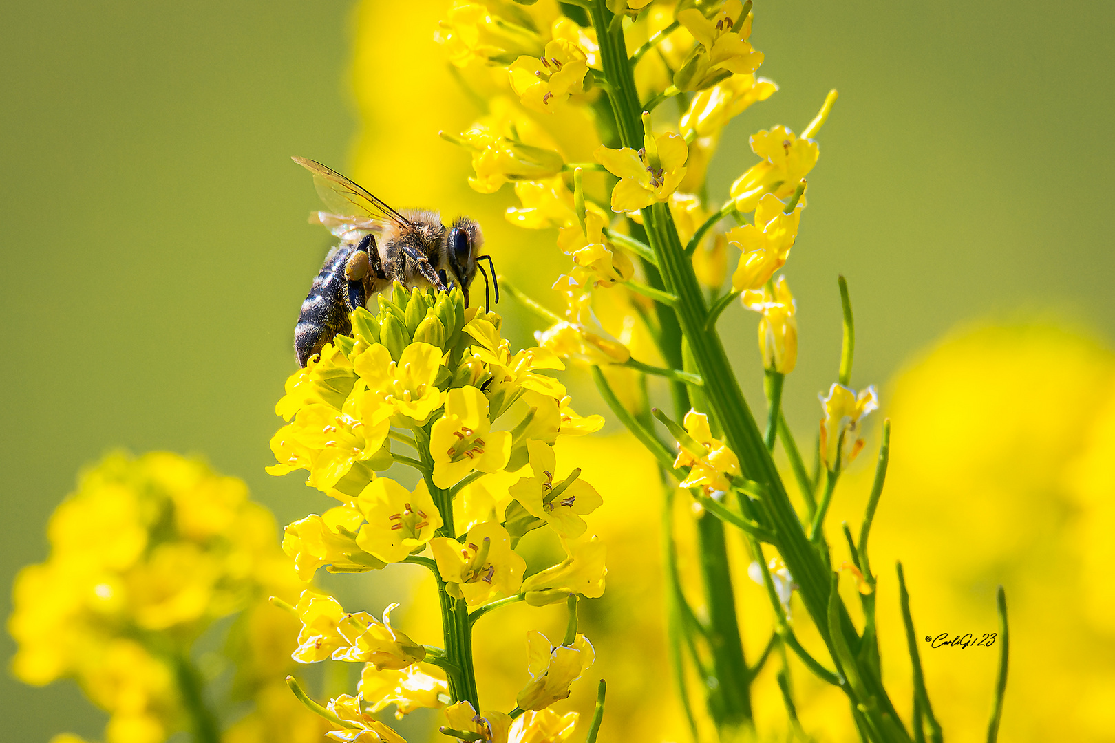 Insekten Zeit-1