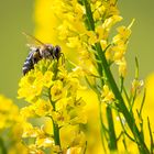 Insekten Zeit-1