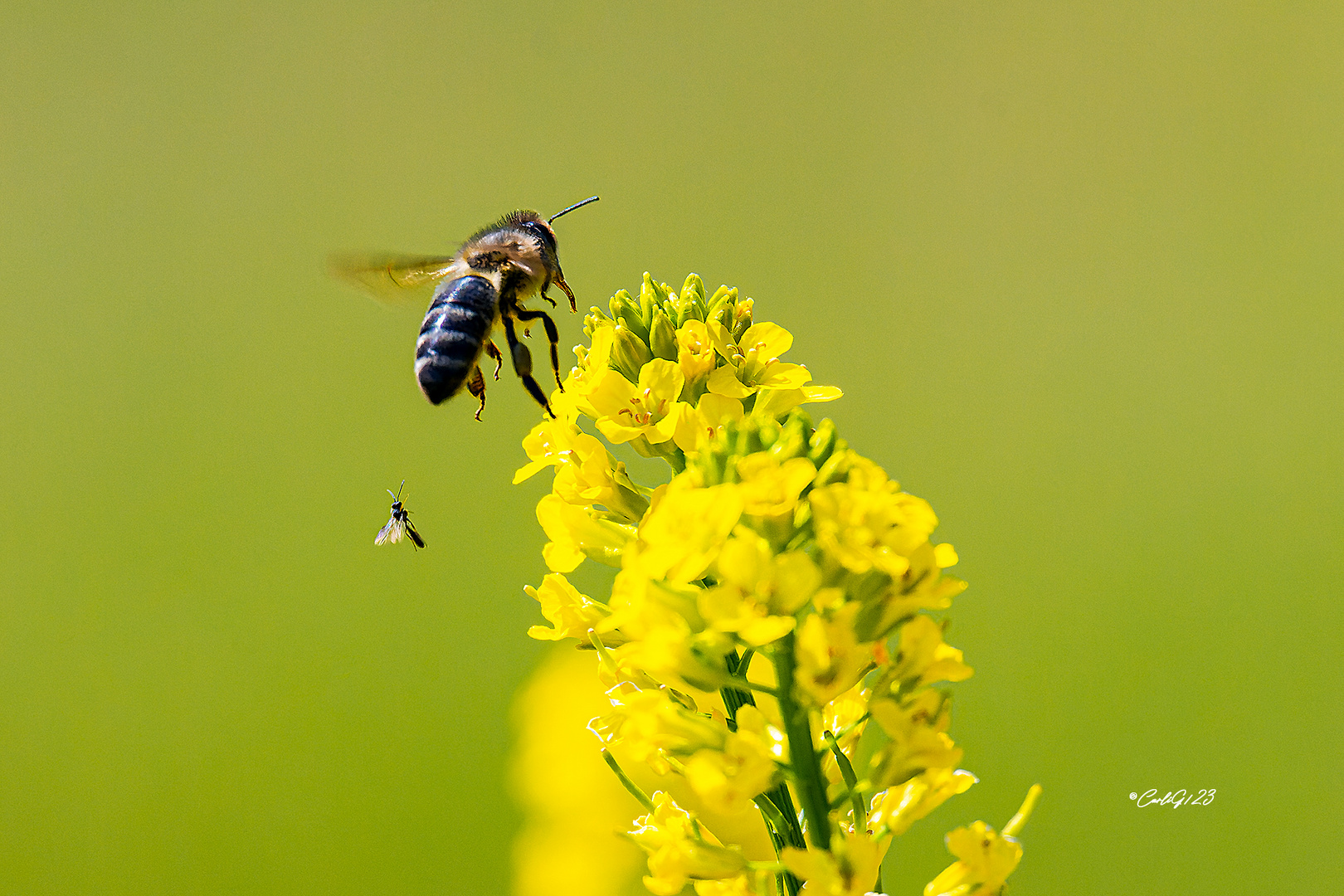 Insekten Zeit- 2