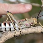 Insekten zum anfassen (und essen)