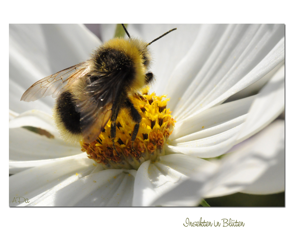 Insekten...(2)