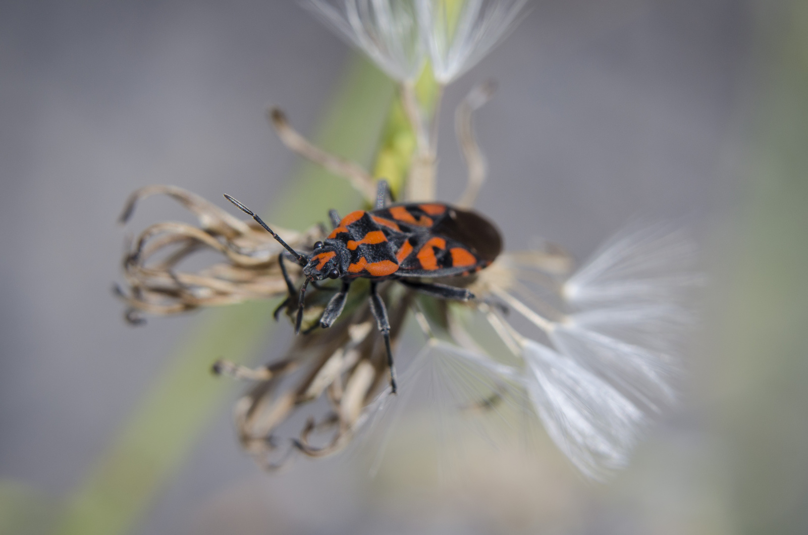 insekten3