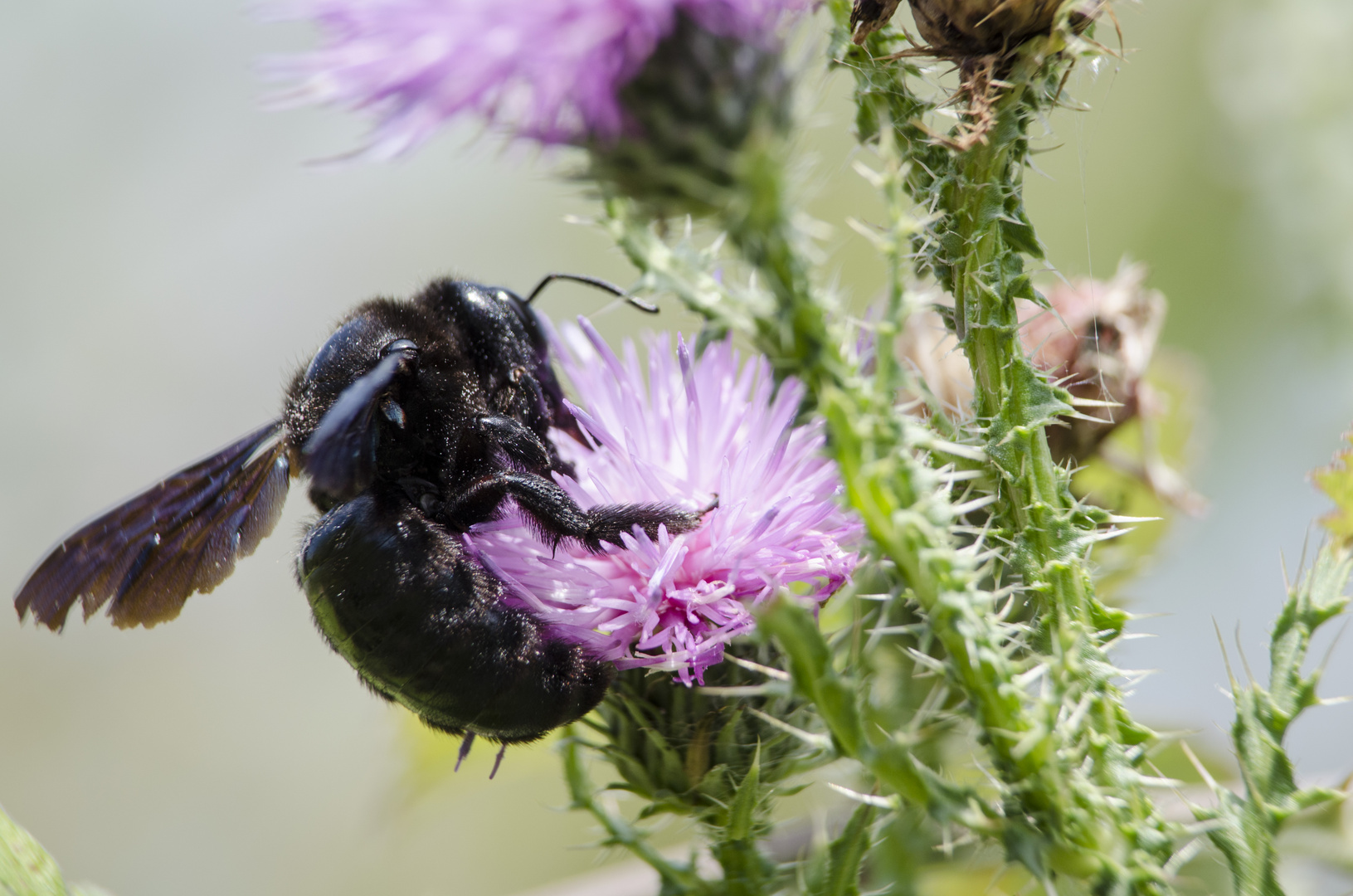 insekten7