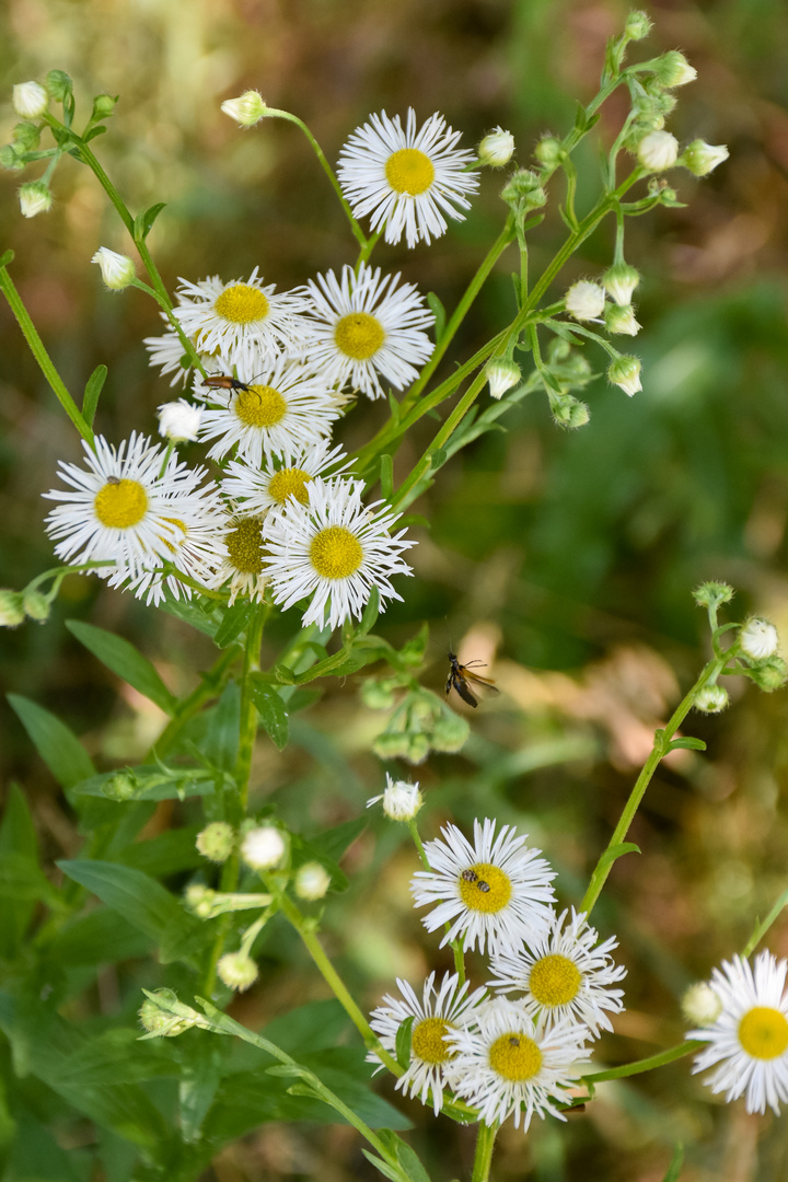 Insektenaffin