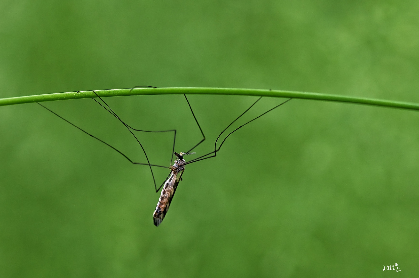 Insektenakrobat