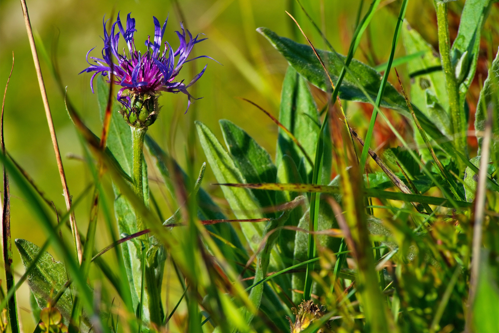 Insektenansicht