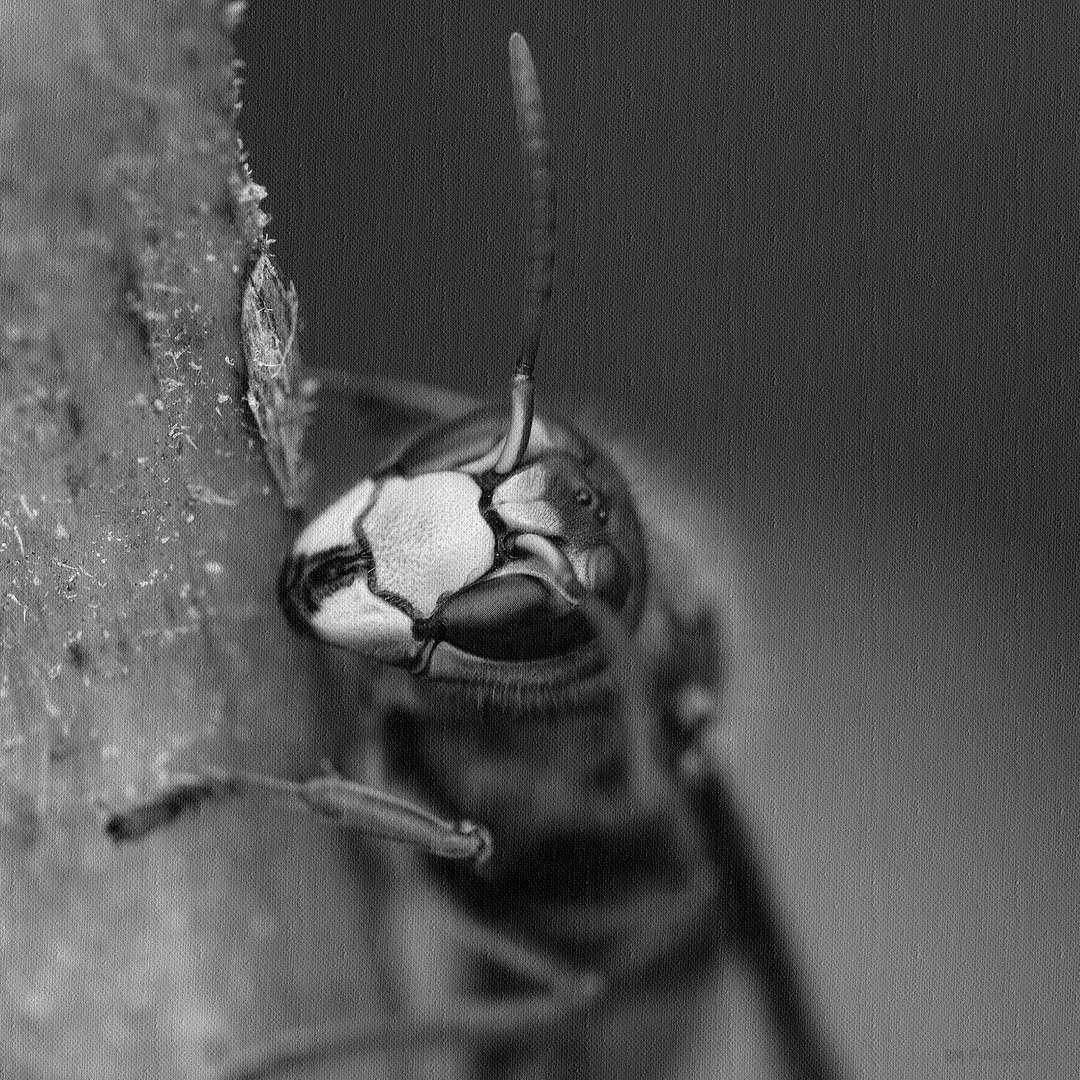 InsektenART im Leinwandstil