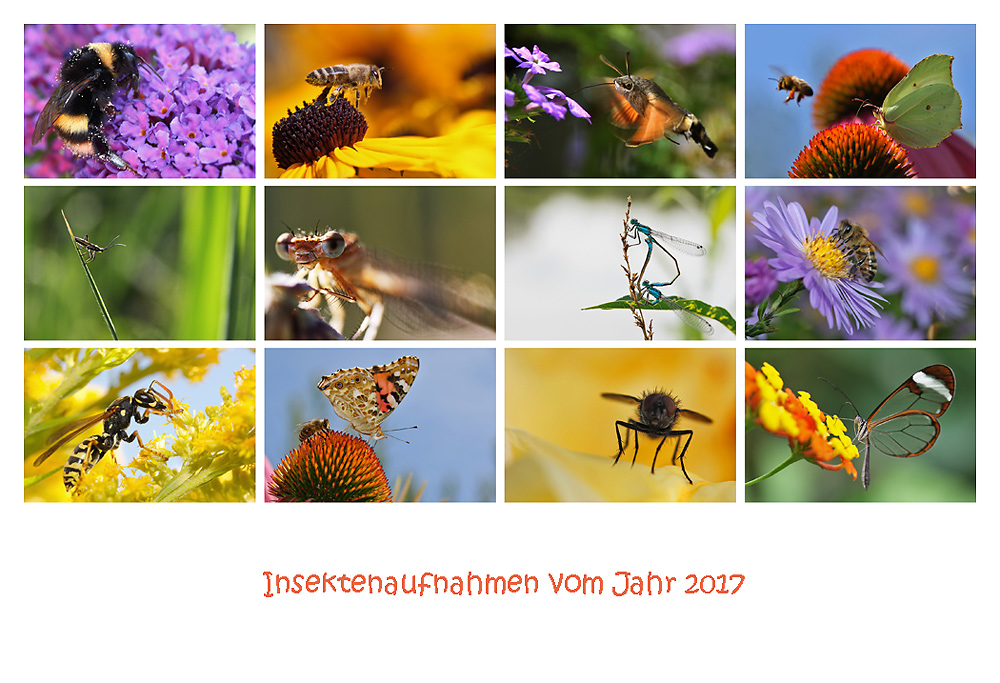 Insektenaufnahmen aus dem Jahr 2017