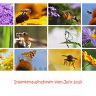 Insektenaufnahmen aus dem Jahr 2017