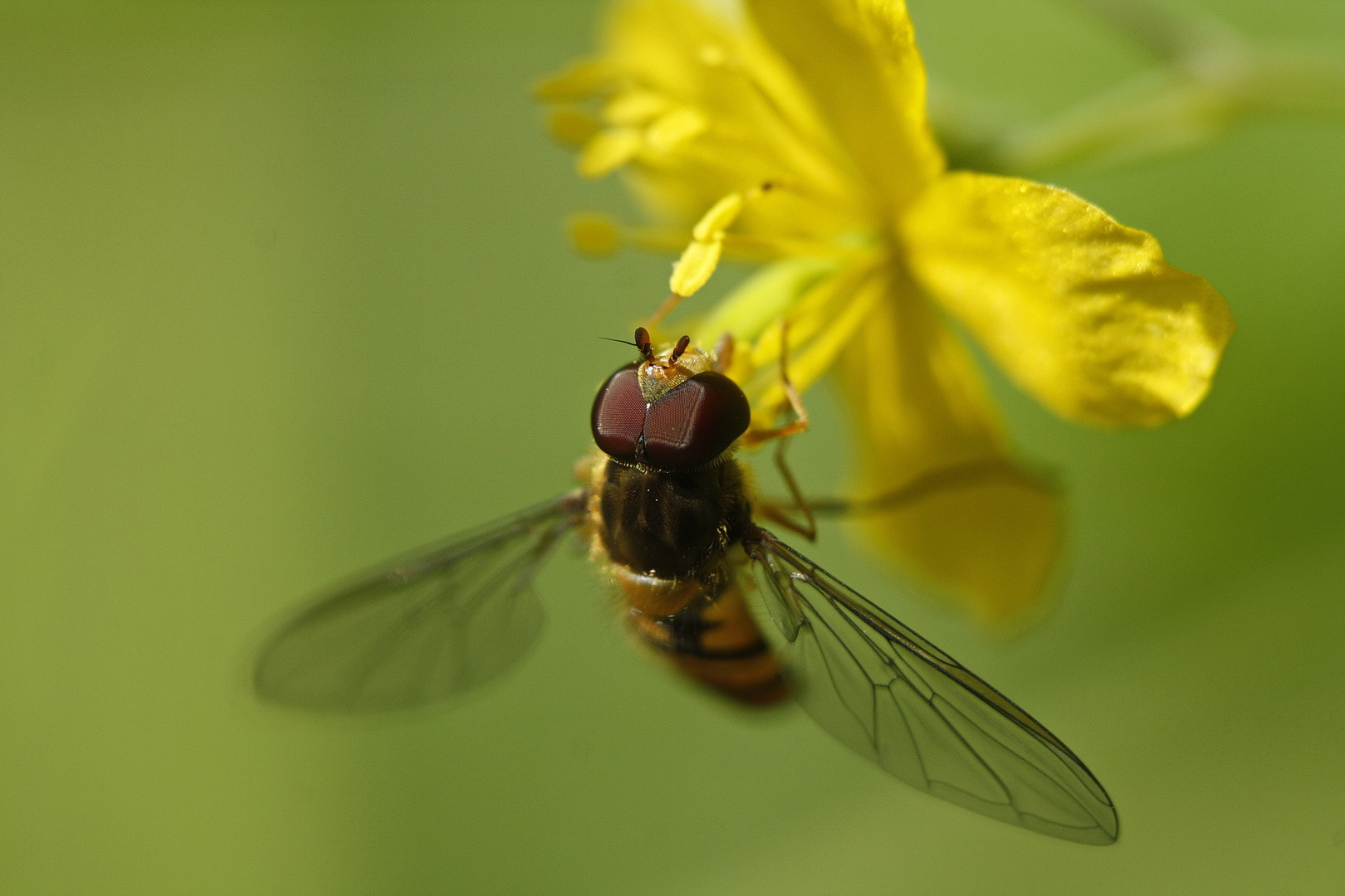 Insektenaugen