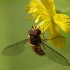 Insektenaugen