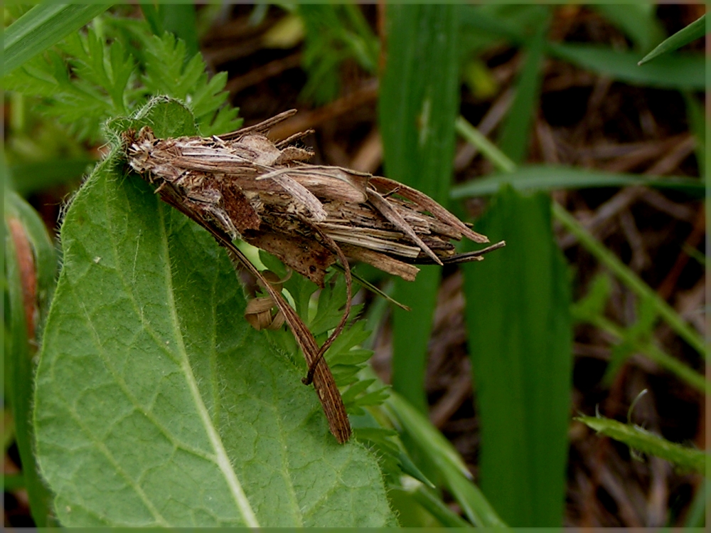 Insektenbauwerk