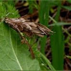 Insektenbauwerk