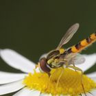 Insektenbesuch